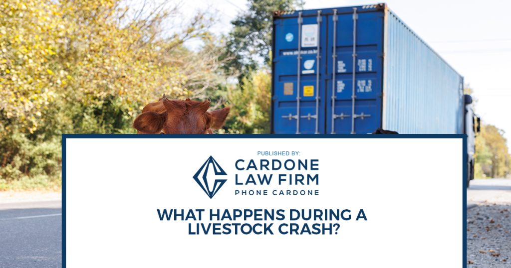 A group of cows walking along the paved road behind a truck